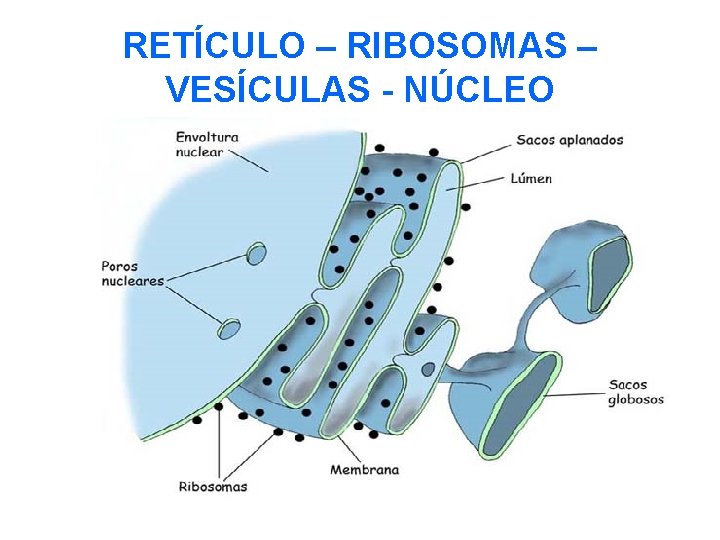 RETÍCULO – RIBOSOMAS – VESÍCULAS - NÚCLEO 