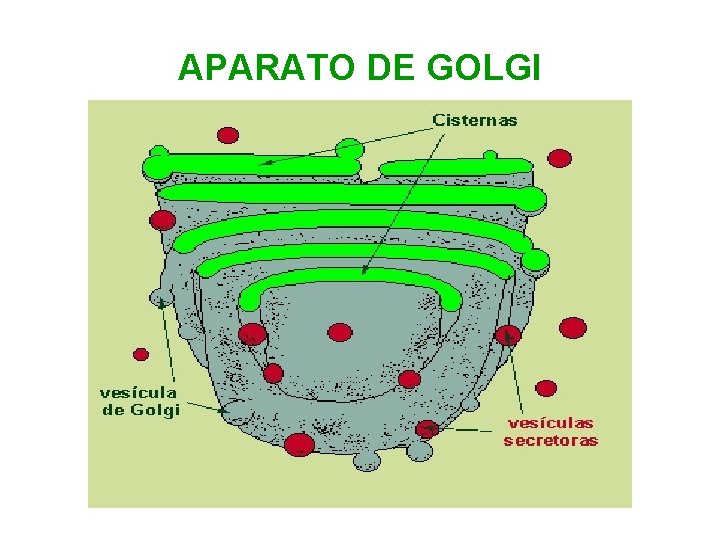 APARATO DE GOLGI 