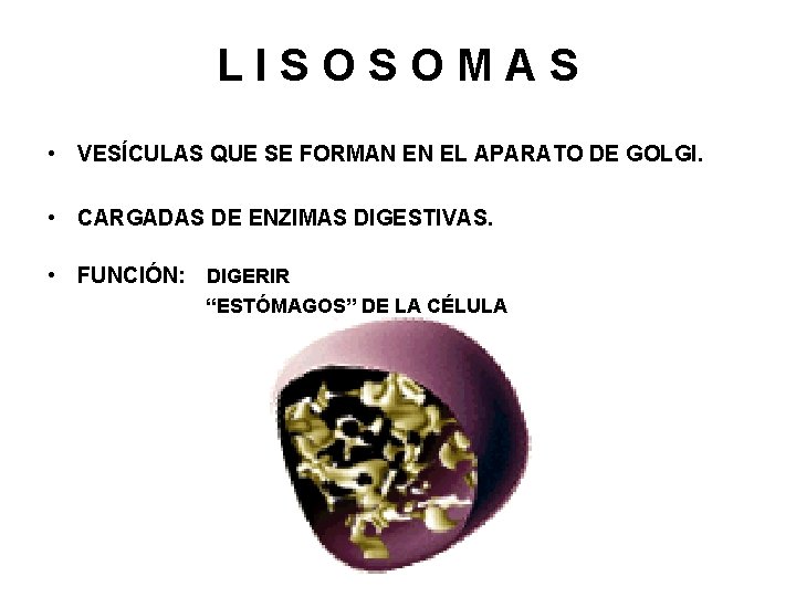 LISOSOMAS • VESÍCULAS QUE SE FORMAN EN EL APARATO DE GOLGI. • CARGADAS DE