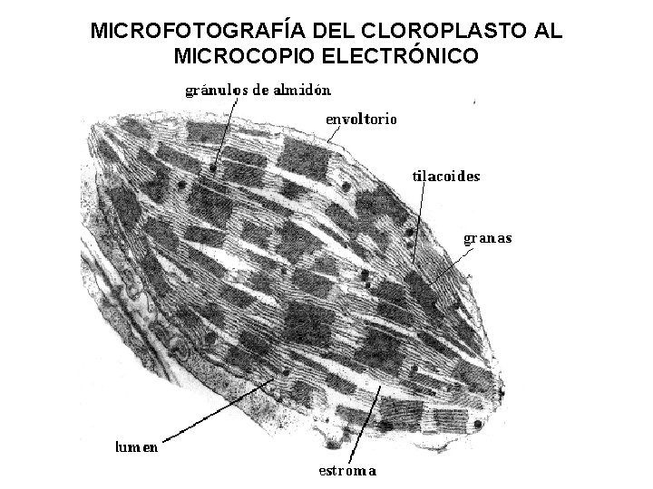 MICROFOTOGRAFÍA DEL CLOROPLASTO AL MICROCOPIO ELECTRÓNICO 