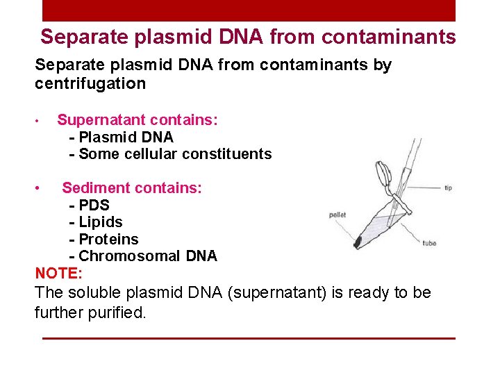 Separate plasmid DNA from contaminants by centrifugation • Supernatant contains: - Plasmid DNA -