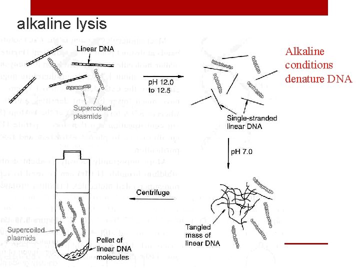alkaline lysis Alkaline conditions denature DNA 