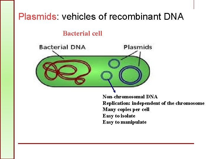 Plasmids: vehicles of recombinant DNA Bacterial cell Non-chromosomal DNA Replication: independent of the chromosome