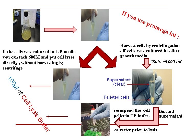 If y ou use p rom If the cells was cultured in L. B