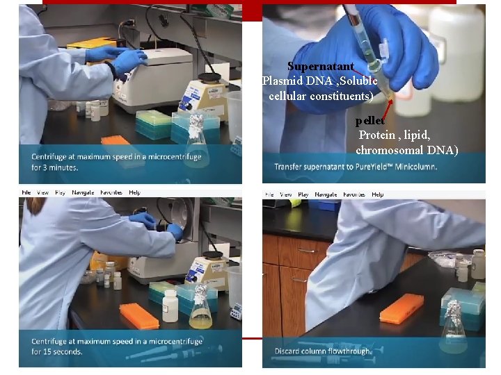 Supernatant (Plasmid DNA , Soluble cellular constituents) pellet Protein , lipid, chromosomal DNA) 