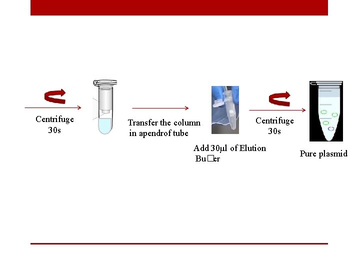 Centrifuge 30 s Transfer the column in apendrof tube Centrifuge 30 s Add 30µl