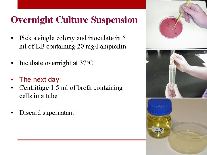 Overnight Culture Suspension • Pick a single colony and inoculate in 5 ml of