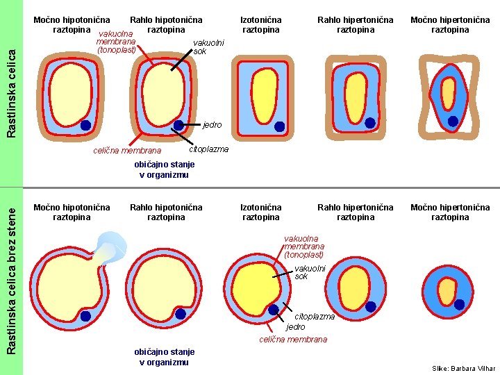 Rastlinska celica Močno hipotonična Rahlo hipotonična raztopina vakuolna raztopina membrana vakuolni (tonoplast) sok Izotonična