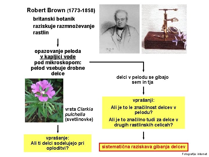 Robert Brown (1773 -1858) britanski botanik raziskuje razmnoževanje rastlin opazovanje peloda v kapljici vode