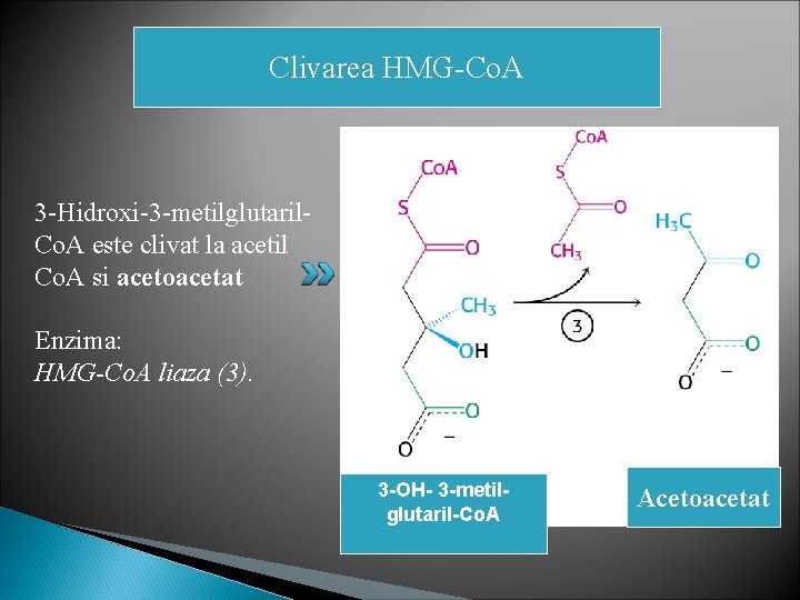 Clivarea HMG-Co. A 3 -Hidroxi-3 -metilglutaril. Co. A este clivat la acetil Co. A