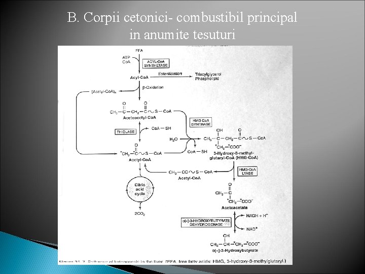 B. Corpii cetonici- combustibil principal in anumite tesuturi 