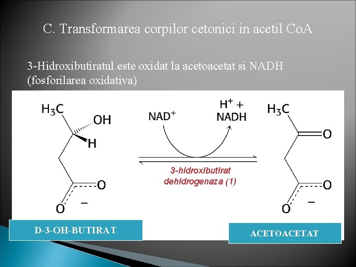 C. Transformarea corpilor cetonici in acetil Co. A 3 -Hidroxibutiratul este oxidat la acetoacetat