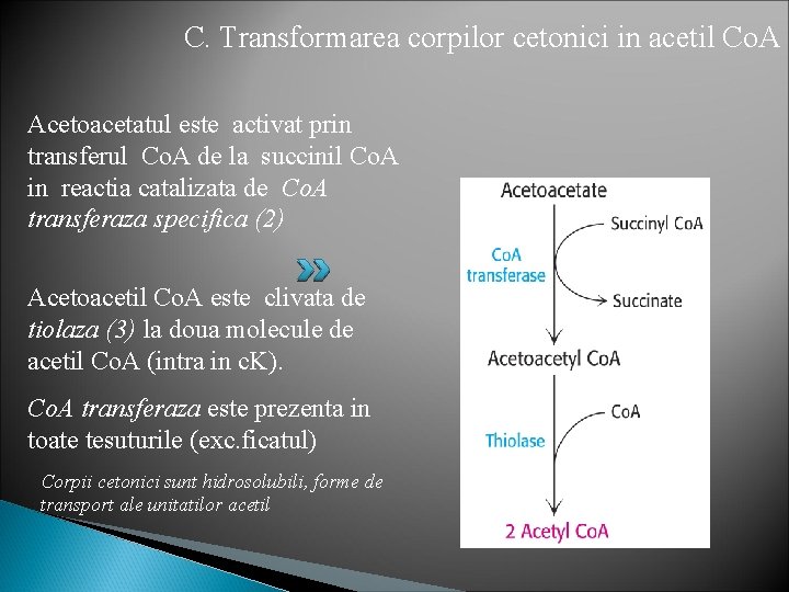 C. Transformarea corpilor cetonici in acetil Co. A Acetoacetatul este activat prin transferul Co.