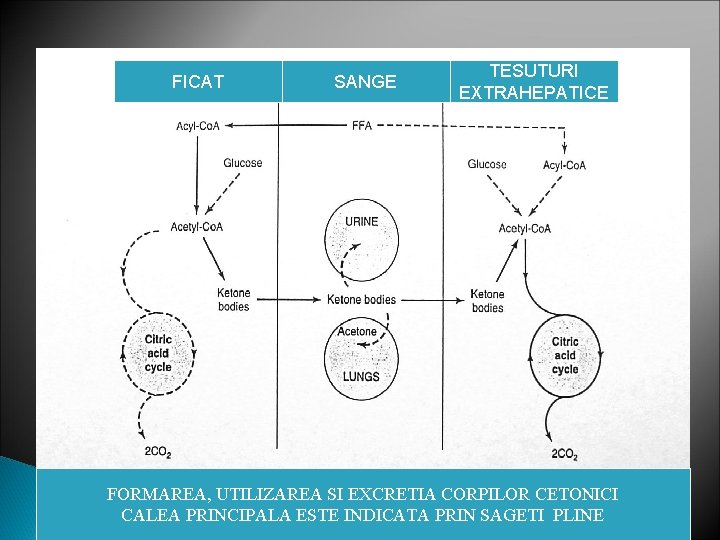 FICAT SANGE TESUTURI EXTRAHEPATICE FORMAREA, UTILIZAREA SI EXCRETIA CORPILOR CETONICI CALEA PRINCIPALA ESTE INDICATA