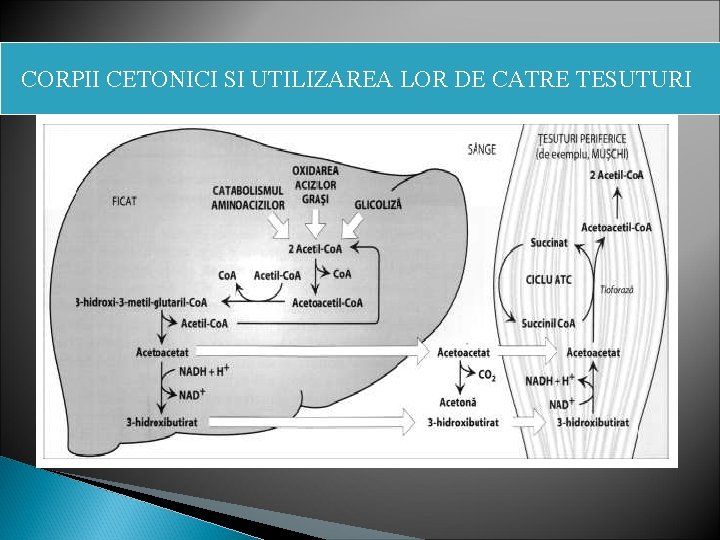 CORPII CETONICI SI UTILIZAREA LOR DE CATRE TESUTURI 