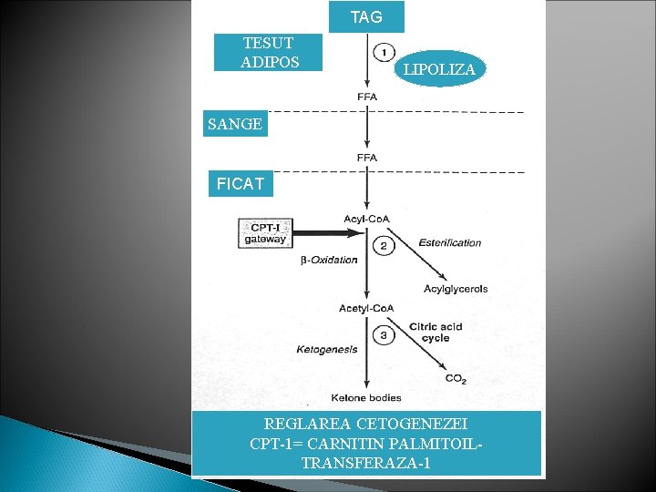 TAG TESUT ADIPOS LIPOLIZA SANGE FICAT REGLAREA CETOGENEZEI CPT-1= CARNITIN PALMITOILTRANSFERAZA-1 