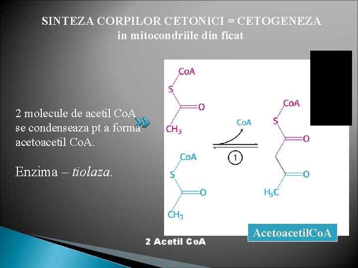 SINTEZA CORPILOR CETONICI = CETOGENEZA in mitocondriile din ficat 2 molecule de acetil Co.
