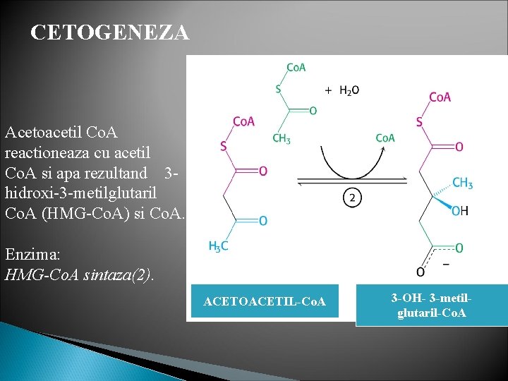 CETOGENEZA Acetoacetil Co. A reactioneaza cu acetil Co. A si apa rezultand 3 hidroxi-3