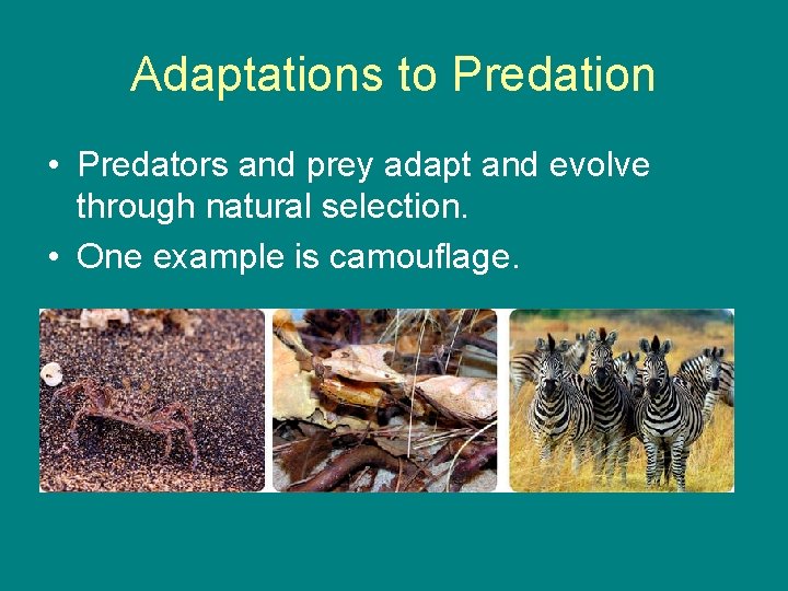Adaptations to Predation • Predators and prey adapt and evolve through natural selection. •