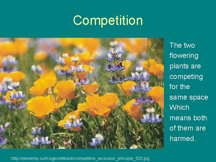 Competition The two flowering plants are competing for the same space Which means both
