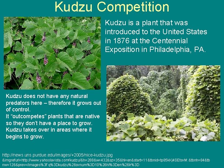 Kudzu Competition Kudzu is a plant that was introduced to the United States in