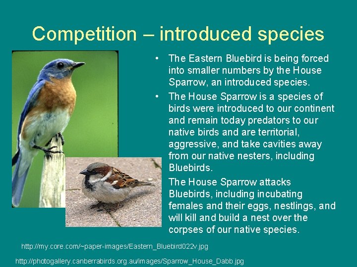 Competition – introduced species • The Eastern Bluebird is being forced into smaller numbers