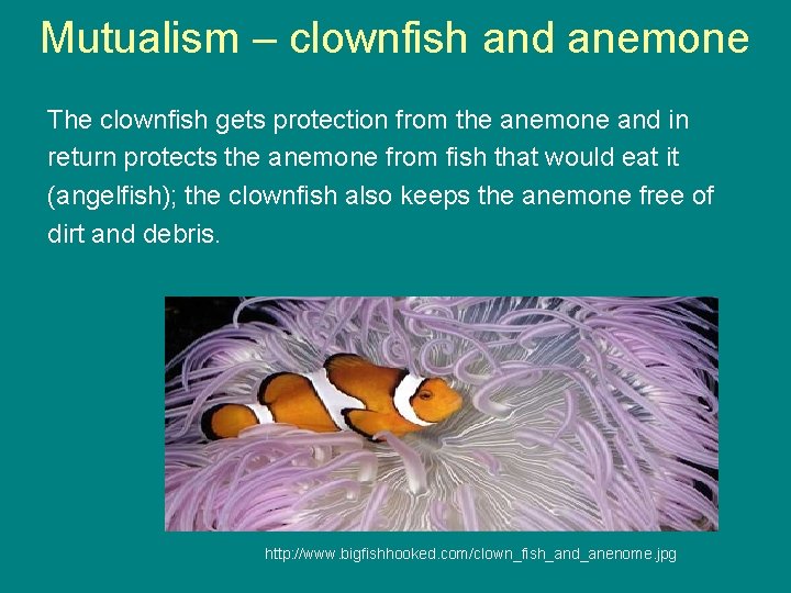 Mutualism – clownfish and anemone The clownfish gets protection from the anemone and in
