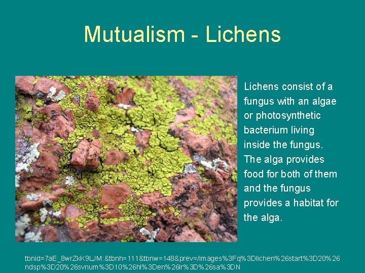 Mutualism - Lichens consist of a fungus with an algae or photosynthetic bacterium living