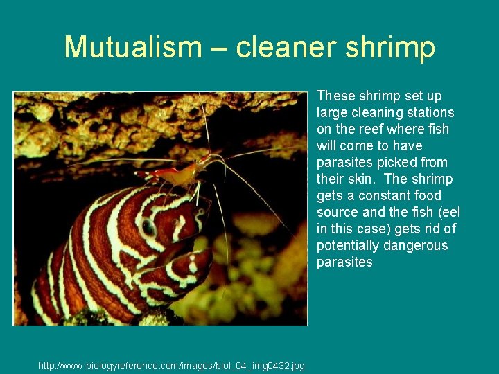 Mutualism – cleaner shrimp These shrimp set up large cleaning stations on the reef