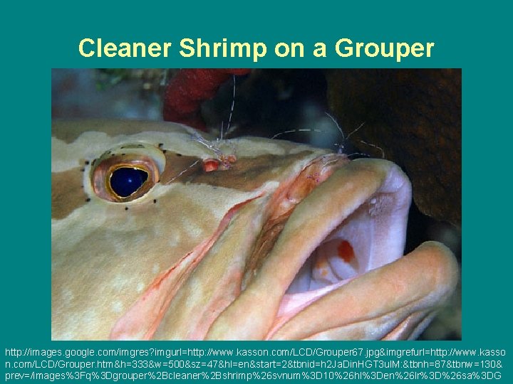 Cleaner Shrimp on a Grouper http: //images. google. com/imgres? imgurl=http: //www. kasson. com/LCD/Grouper 67.