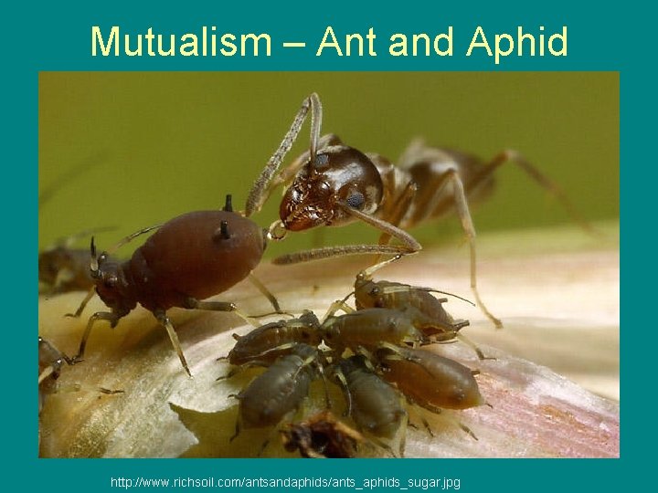 Mutualism – Ant and Aphid http: //www. richsoil. com/antsandaphids/ants_aphids_sugar. jpg 
