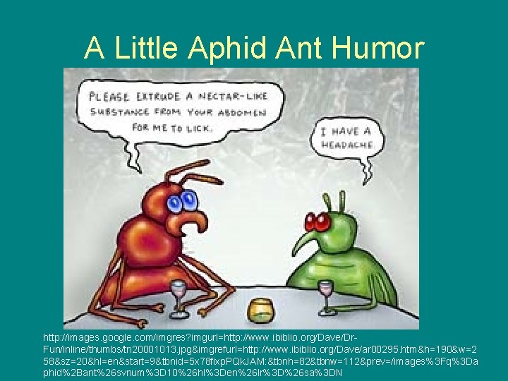 A Little Aphid Ant Humor http: //images. google. com/imgres? imgurl=http: //www. ibiblio. org/Dave/Dr. Fun/inline/thumbs/tn