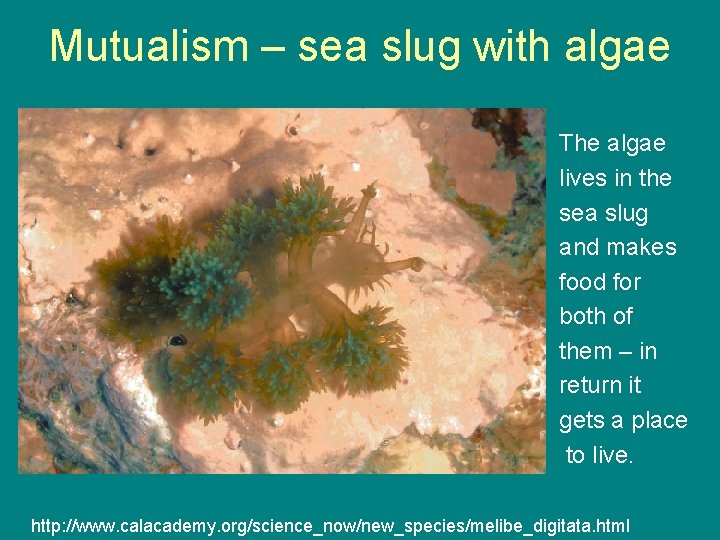Mutualism – sea slug with algae The algae lives in the sea slug and