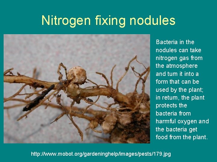 Nitrogen fixing nodules Bacteria in the nodules can take nitrogen gas from the atmosphere