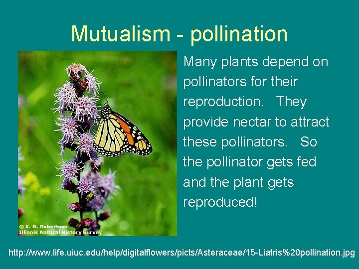 Mutualism - pollination Many plants depend on pollinators for their reproduction. They provide nectar