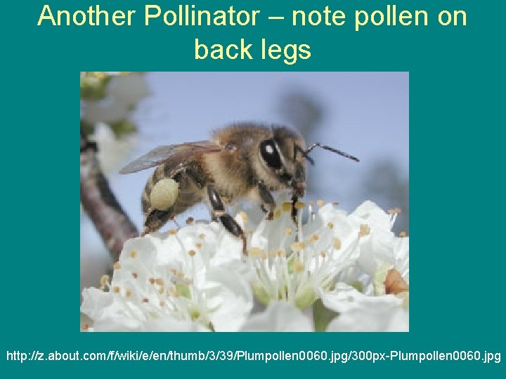 Another Pollinator – note pollen on back legs http: //z. about. com/f/wiki/e/en/thumb/3/39/Plumpollen 0060. jpg/300