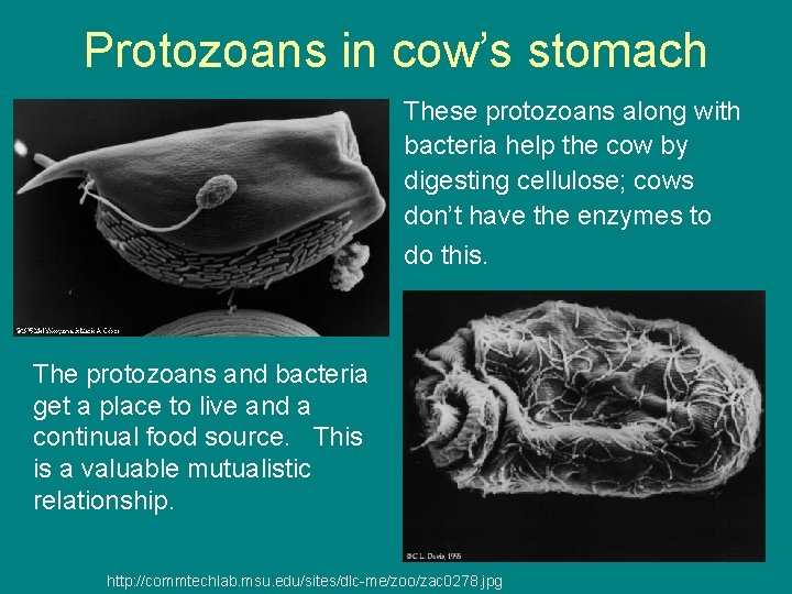 Protozoans in cow’s stomach These protozoans along with bacteria help the cow by digesting