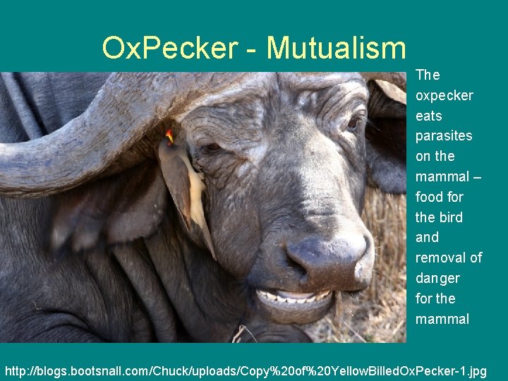 Ox. Pecker - Mutualism The oxpecker eats parasites on the mammal – food for