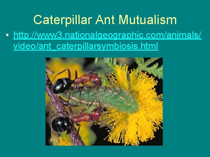 Caterpillar Ant Mutualism • http: //www 3. nationalgeographic. com/animals/ video/ant_caterpillarsymbiosis. html 