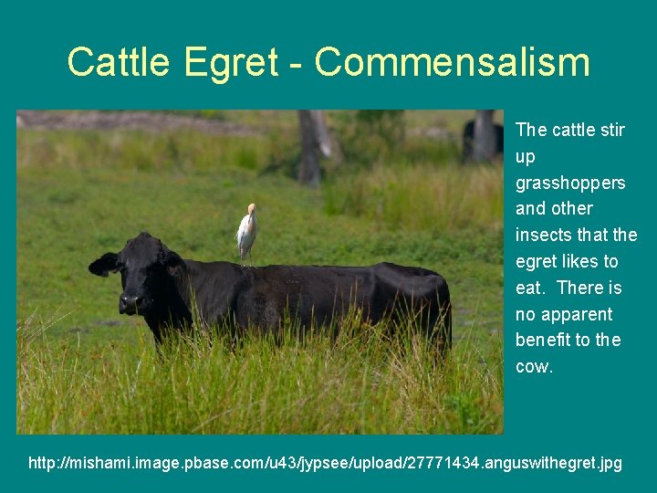 Cattle Egret - Commensalism The cattle stir up grasshoppers and other insects that the