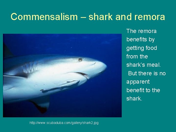 Commensalism – shark and remora The remora benefits by getting food from the shark’s
