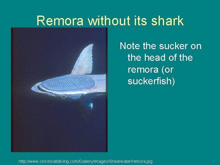 Remora without its shark Note the sucker on the head of the remora (or