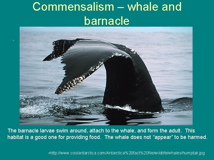 Commensalism – whale and barnacle • The barnacle larvae swim around, attach to the