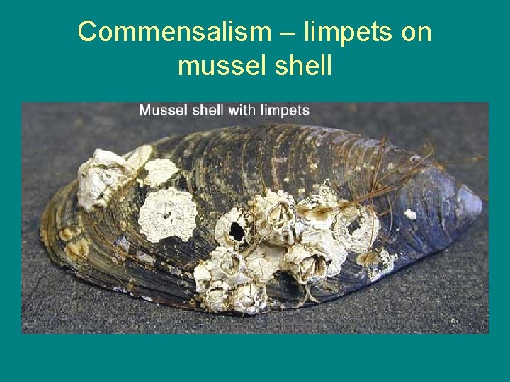 Commensalism – limpets on mussel shell 