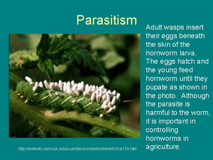 Parasitism http: //entweb. clemson. edu/cuentres/cesheets/benefici/ce 174. htm Adult wasps insert their eggs beneath the