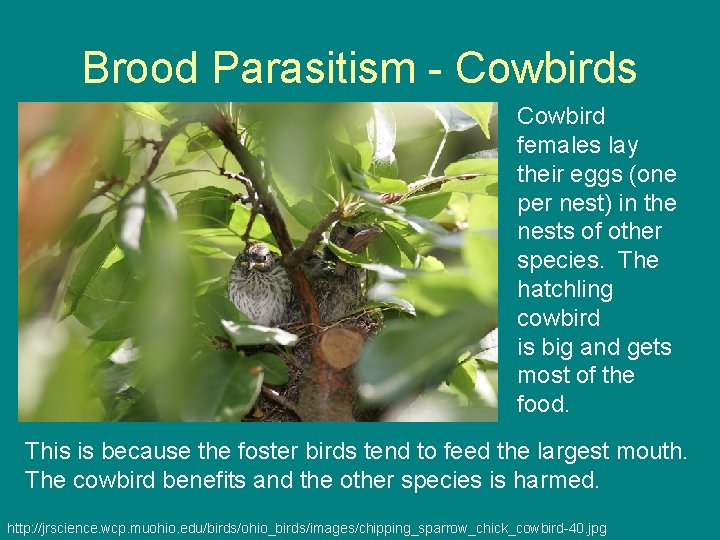 Brood Parasitism - Cowbirds Cowbird females lay their eggs (one per nest) in the