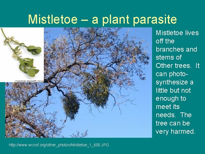 Mistletoe – a plant parasite Mistletoe lives off the branches and stems of Other