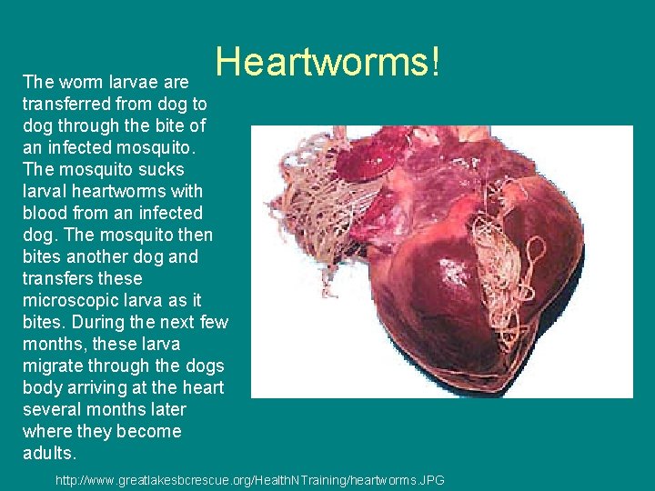 Heartworms! The worm larvae are transferred from dog to dog through the bite of
