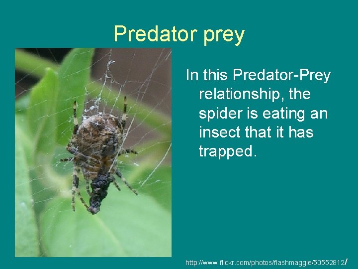 Predator prey In this Predator-Prey relationship, the spider is eating an insect that it