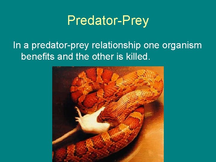 Predator-Prey In a predator-prey relationship one organism benefits and the other is killed. 